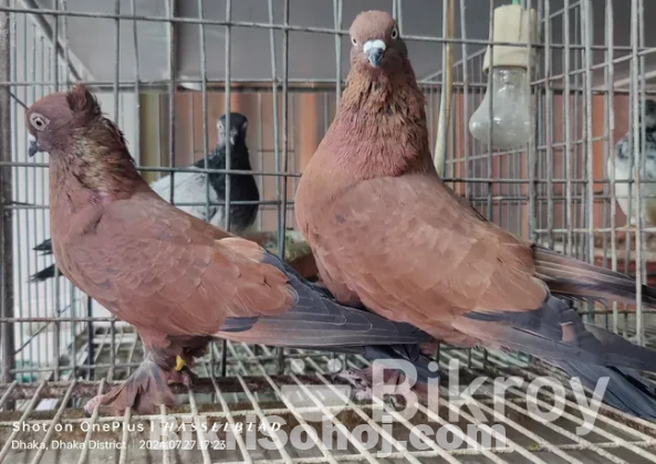 Chila Pigeon new adult pair